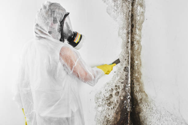 Best Post-Remediation Services in Indian Head, MD