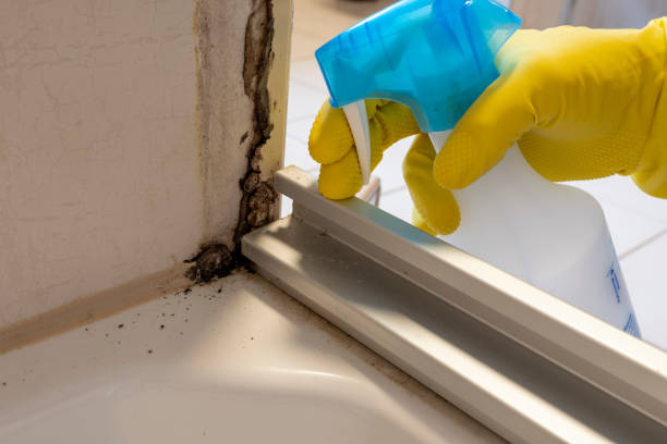 Best Attic Mold Remediation in Indian Head, MD