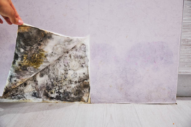 Indian Head, MD Mold Remediation Company